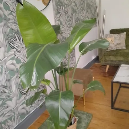 Le Rayon 아파트 얼트